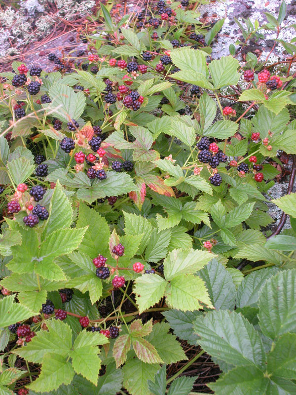 b063_Blackberries