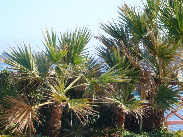 0366_Kerylos_palms