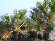 0366_Kerylos_palms