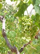 1648_Grapes