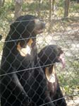 458_Sun_Bears