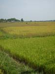 848_Rice_field